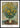 Poster Jerusalem Artichoke Flowers