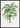 Xi Cocos Weddeliana poster
