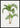 Hyophorbe Palm Poster