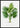 Thrinax Barbadensis Poster