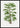 Rhapis Flabelliformis poster