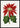 Poinsettia Pulcherrima Poster