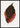 Acalypha Tricolour Leaf Poster
