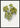 Abutilon Thompsoni leaf poster