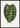Calathea Veitchiana leaf poster