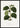 Green Anoechtochilus Setaceus Leaf Poster