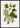 Green Leaves Illustration Poster
