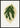 Hydrangea Japonica Variegata leaf poster