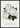 White Roses, Coquette Des Alps Poster
