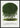 Kilmarnock hanging willow poster