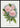 Pink Rose Clothilde Soupert Poster
