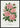 Poster Pink Rose, Gem of the Prairie