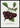 Black Tartarian Cherry Poster