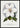 Clematis Henryii flower poster