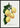 Coe's Golden Drop Plum Poster