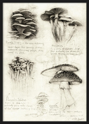 Svamp posters