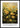 Les Couleurs Du Sud - Poster Ranunculus