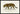 Jaguar (Panthera Onca) Poster