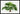 Livistona Chinensis palm poster