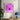 Pink Abstract Circle Poster
