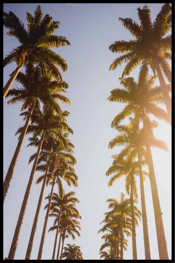 palmer i värmen poster