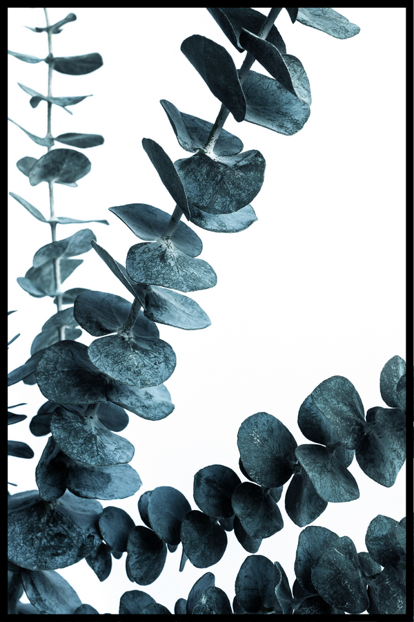 Grön eukalyptus 2 poster