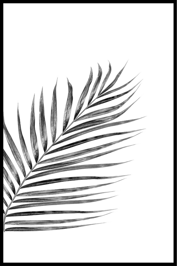 svartvitt växt poster