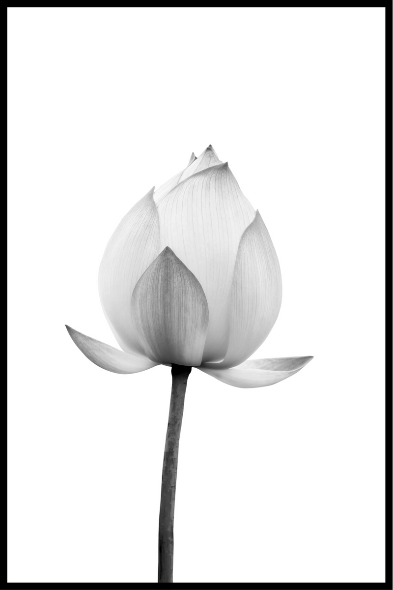 Blomma svartvitt poster