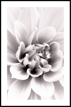 Blomma vit kant poster